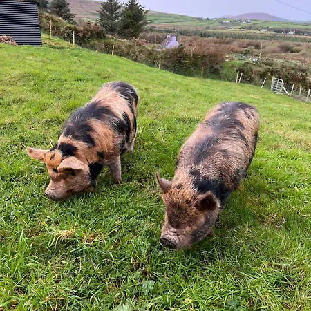 Valentia View Bed and breakfast