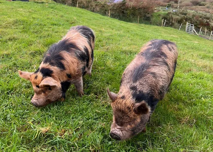 Valentia View Panzió